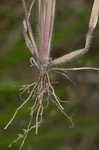 Wiry panicgrass